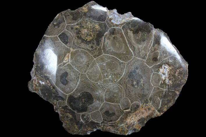 Polished Fossil Coral (Actinocyathus) - Morocco #85025